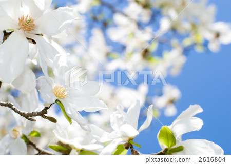 Kobushi flower and blue sky Kobushi flower and blue sky 2616804