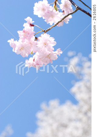 一棵紅色分支的櫻桃樹的花 2616805