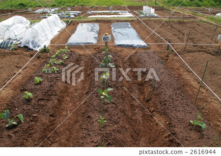 4月的市民農場 4月的市民農場 2616944
