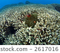 anemonefish, tomato clownfish, branch coral 2617016