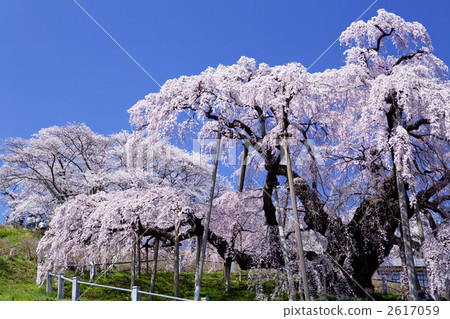 瀑布的櫻桃樹 雙垂枝櫻 垂枝櫻花 2617059