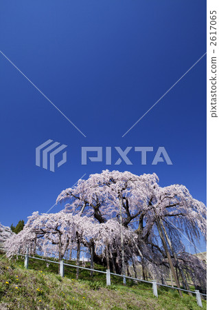 瀑布的櫻桃樹 雙垂枝櫻 一本櫻 2617065