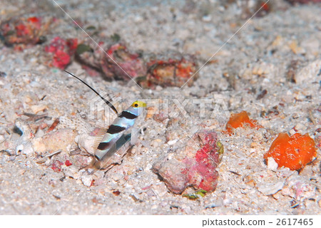 black ray goby hi