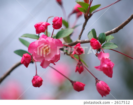 Kaido flowers Kaido flowers 2617512