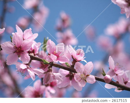 Peach blossoms Peach blossoms 2617515