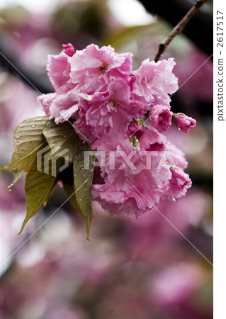 雙櫻花 雙櫻花 2617517