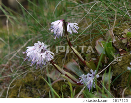 Shojo Bakama 2617523