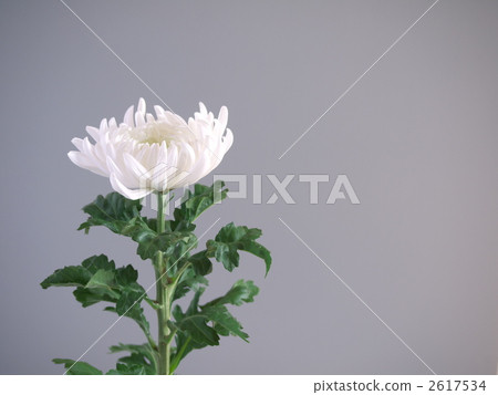 White chalk 2617534