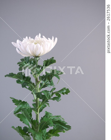 White chalk 2617536
