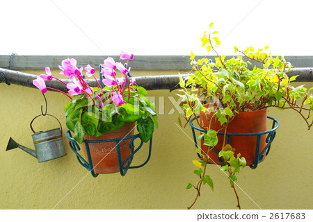 常春藤和仙客來 2617683