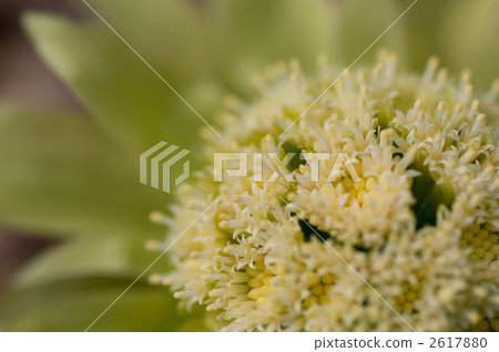 款冬發芽 淡黃綠色 黃綠色 2617880