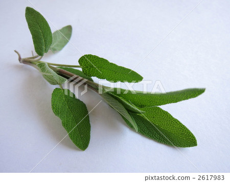 Common Sage Common Sage 2617983
