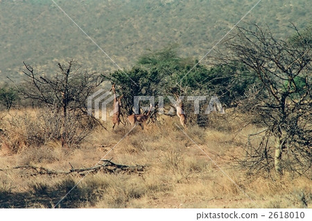 gerenuk, terrestrial animal, amboseli national park 2618010