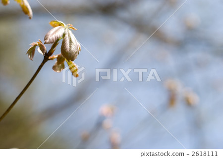 The sprout of the Quercus tree 2618111