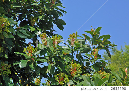 樹·屯（樟腦科） 2633390