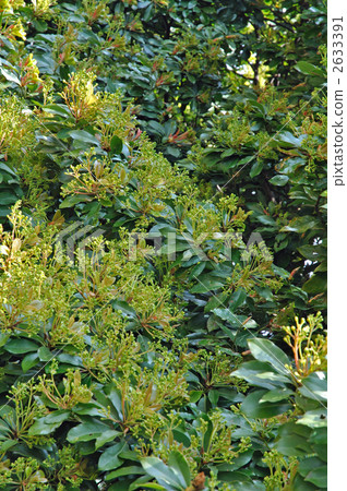 樹·屯（樟腦科） 2633391