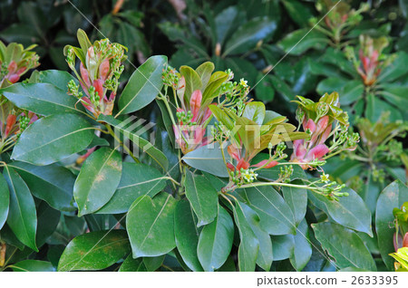 樹·屯(樟腦科) 樹·屯(樟腦科) 2633395