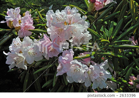 樹·杜鵑花（杜鵑花） 2633396