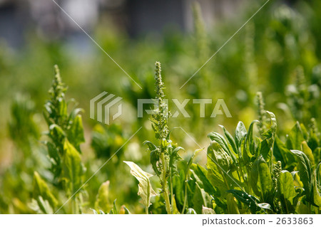 一個領域的菠菜與花的 一個領域的菠菜與花的 2633863