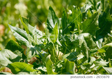 在暴露在陽光下的字段中的菠菜 在暴露在陽光下的字段中的菠菜 2633870