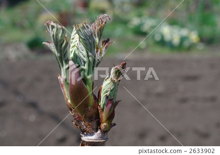 春天野豬的冠軍，發芽 2633902