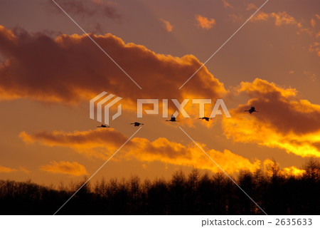 sunset clouds, sunset, bird 2635633