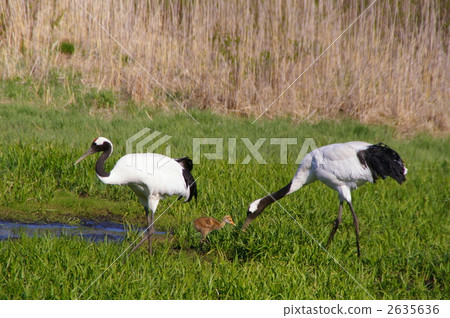 red-crowned crane, crane, cranes 2635636