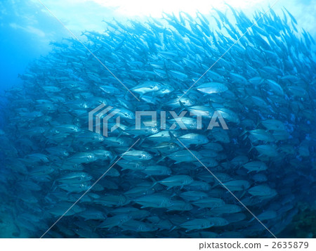 Flock of gingamames 2635879