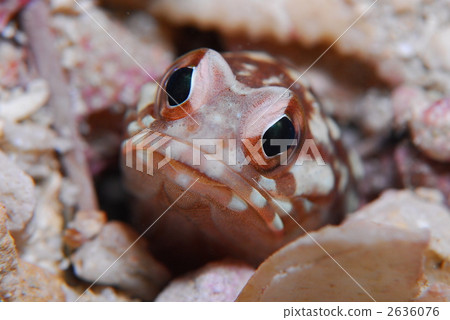 Joefish Joefish 2636076