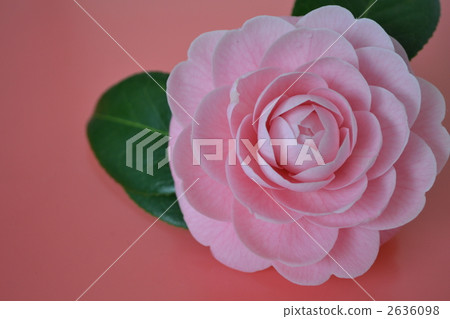 花單輪 花單輪 2636098