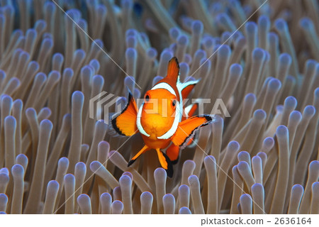 銀蓮花魚 銀蓮花魚 2636164