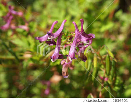 Murasaki Keman Murasaki Keman 2636201