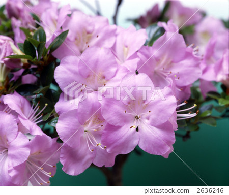 63547 Satsuki 2636246