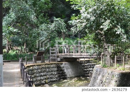 todoriki valley, coniferous trees, forest 2636279