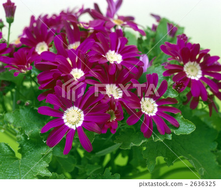 63611 Cineraria 2636325