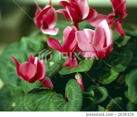 63613仙客來 2636328