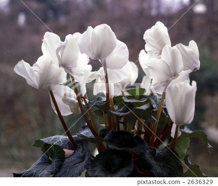 63614仙客來 2636329