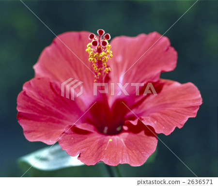 63819芙蓉 63819芙蓉 2636571