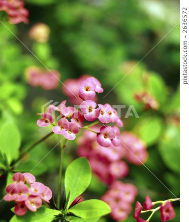 63825 Hanakirin 2636572