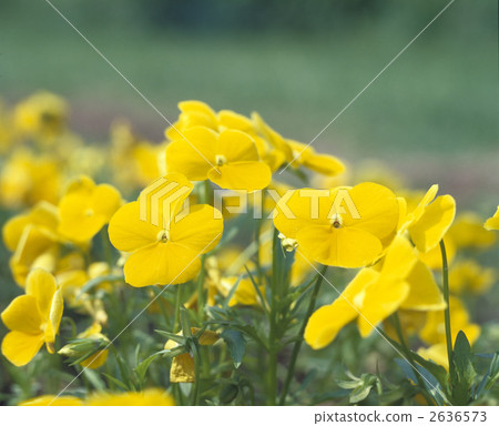 三色堇三色堇 三色堇三色堇 2636573