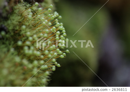 苔蘚 植物 植物學 2636811