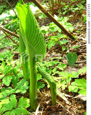 Ooba Giboshi along the mountain stream 2637145