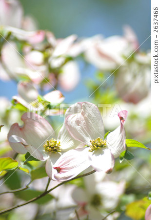 Dogwood Dogwood 2637466