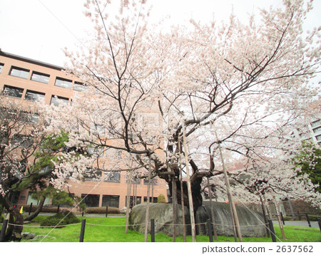 Ishibakura櫻桃 Ishibakura櫻桃 2637562