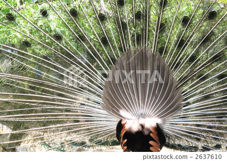 indian peafowl, peacock, peafowl 2637610