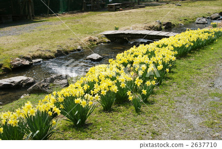 daffodil, narcissus, daffodils 2637710
