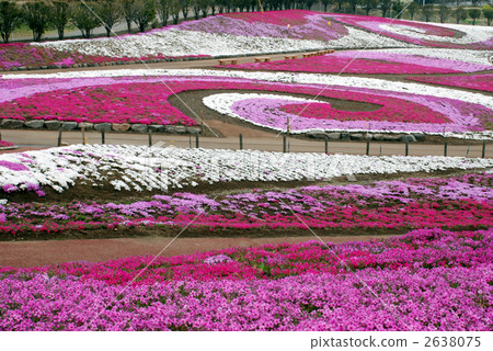 moss phlox, flower garden, flower field 2638075