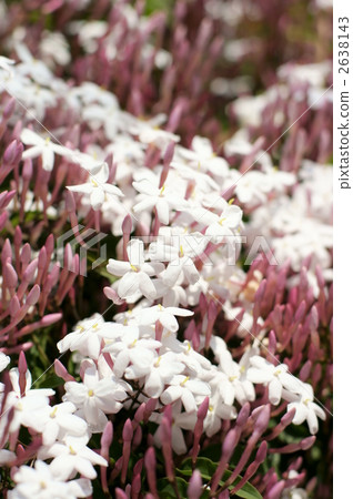 jasmine jasmine 2638143