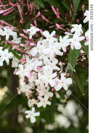 茉莉花 茉莉花 2638148