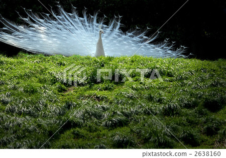 白孔雀 孔雀 鳥兒 2638160